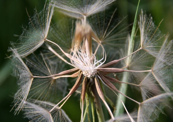 Piękne Botaniczne Ujęcie Naturalna Tapeta — Zdjęcie stockowe