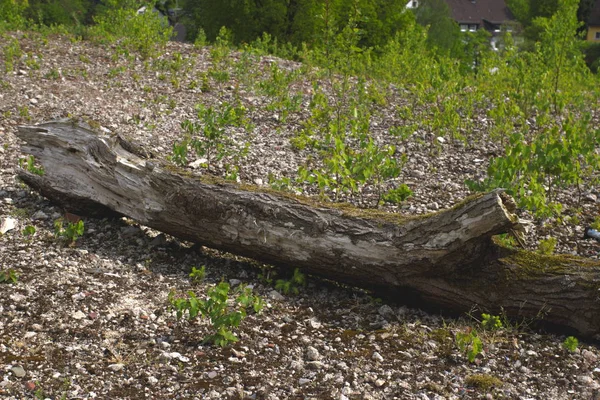 Age Rotting Tree Trunk Lying Road — Stock Photo, Image