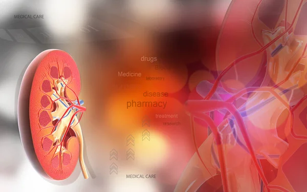 カラー背景にクロスセクション腎臓のデジタルイラスト — ストック写真