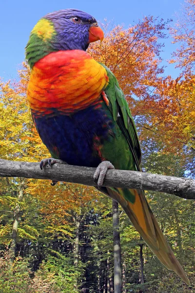 Colourful Gebirgslori Trichoglossus Haematodus Moluccanus — Stock Photo, Image