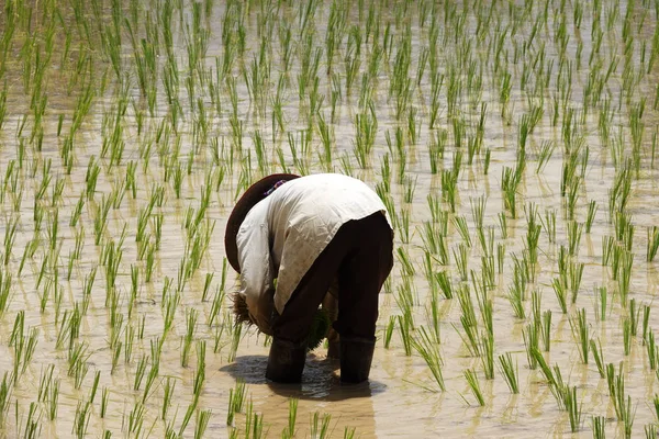 Посадка Риса Посадка Саженцев Рисовом Поле Азии — стоковое фото
