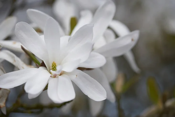 Magnolia Flower Petals Spring Flora — Stock Photo, Image