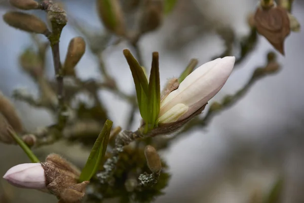 Árbol Magnolia Floreciente Con Pétalos Flores — Foto de Stock