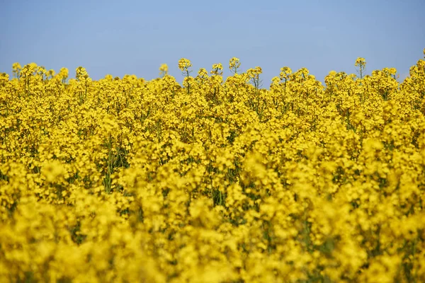 Campo Colza Giallo Agricoltura — Foto Stock