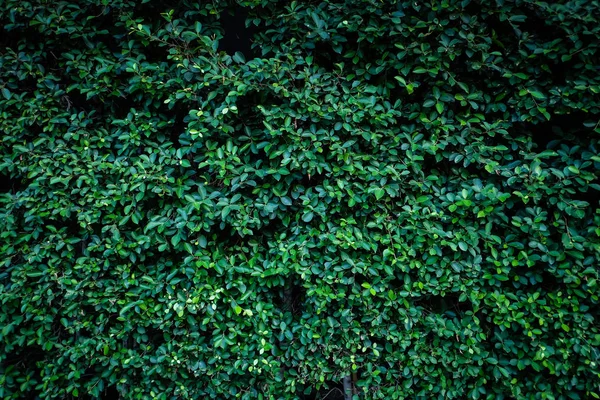 Güzel Yeşil Ağaç Çit Dokusuna — Stok fotoğraf