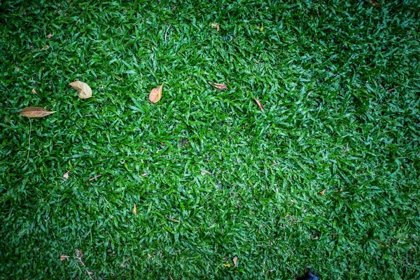 Green Grass Natural Background Texture Fresh Spring Green Grass — Stock Photo, Image