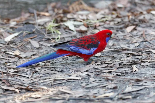 Vista Panorámica Hermoso Pájaro Periquito Naturaleza — Foto de Stock