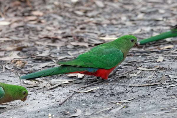 Scenic View Beautiful Parrot Bird — Stock Photo, Image