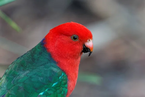 Vue Panoramique Bel Oiseau Perroquet — Photo