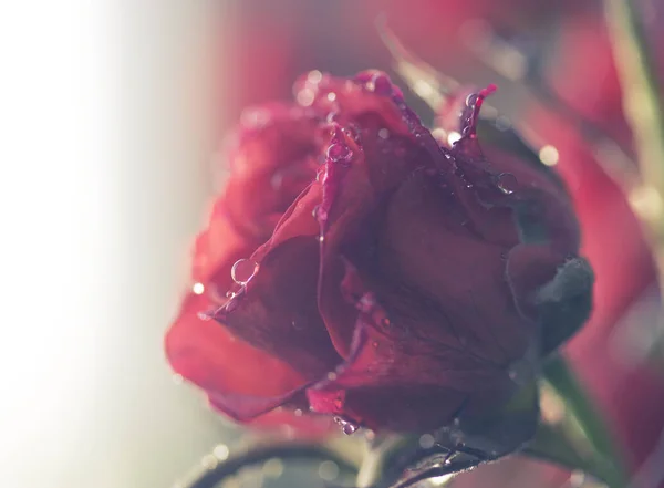Темно Розовая Роза Каплями Воды Винтаж — стоковое фото
