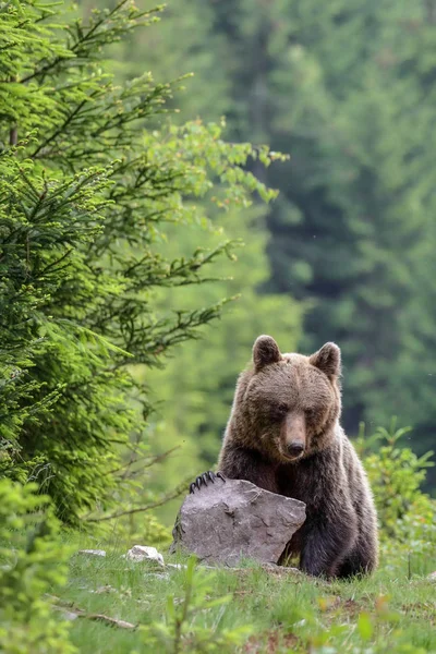 Medvěd Hnědý Hledá Potravu — Stock fotografie
