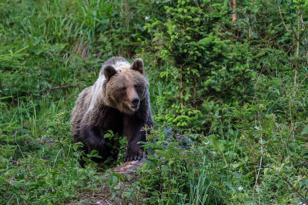 Коричневий Ведмідь Шукає Їжу — стокове фото