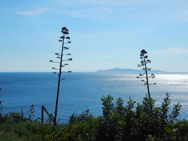 Blick Auf Das Meer Vordergrund Eine Kräftige Agave Blüte — Stockfoto