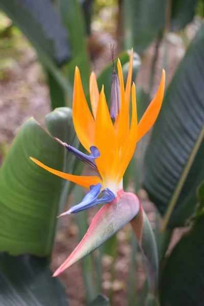 called wonderful bloom of a bird of paradise,also bird of paradise flower