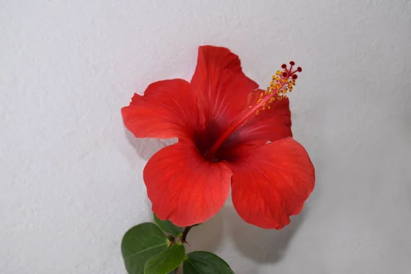 Hibiscus Flower Red Old German Name Marshmallow — Stock Photo, Image