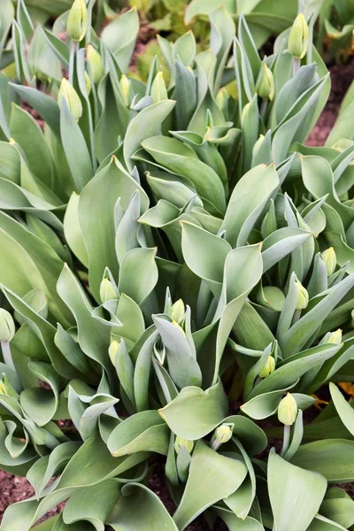 Champ Tulipes Avec Fleur Encore Fermée — Photo