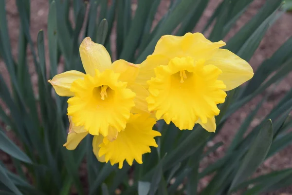Nárciszok Virágoznak Tavasz Hírnökei — Stock Fotó
