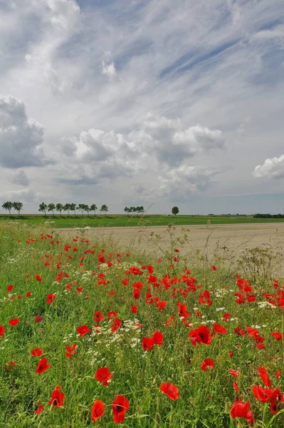 Deiche Und Felder Landschaft Ouddorp Goeree Overflakkee Süd Niederlande — Stockfoto
