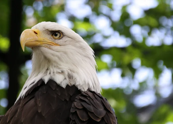 Malerischer Blick Auf Den Majestätischen Weißkopfseeadler Wilder Natur — Stockfoto