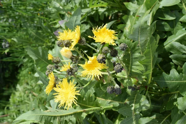 Löwenzahn Taraxacum Latein Blüten Und Knospen Nahaufnahme — Stockfoto