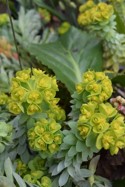 Spurge Ailesi Euphorbiaceae Latin Çiçek Açmış — Stok fotoğraf