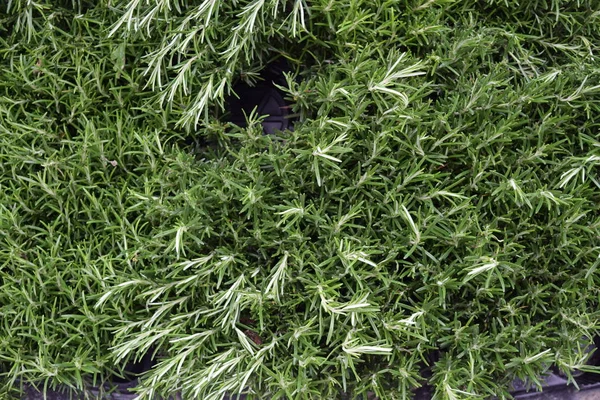 Розмарин Rosmarinus Officinalis Латинський Вічнозелений Під Кущ Сім Яти — стокове фото