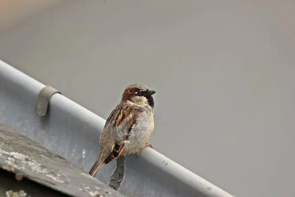 Male House Sparrow Passer Domesticus Gutter — Stock Photo, Image