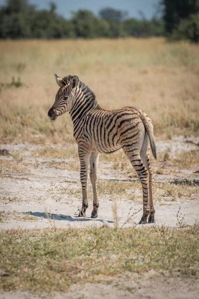 Zebra Bebê Burchell Olhando Para Câmera — Fotografia de Stock