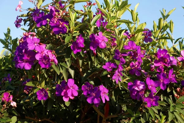 Uitzicht Prachtige Lentebloemen — Stockfoto