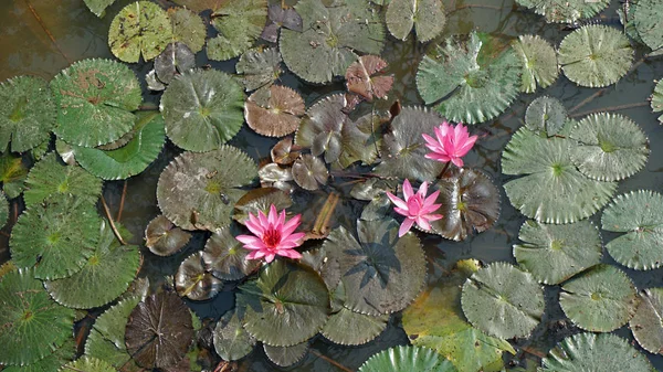 Waterlily Colorido Parque Histórico Sukhothai — Fotografia de Stock