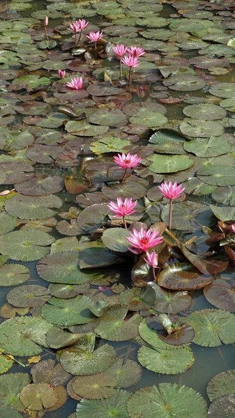 Waterlily Colorido Parque Histórico Sukhothai — Fotografia de Stock