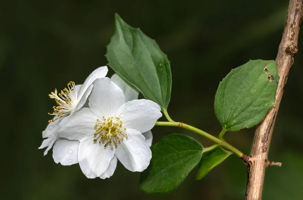 Sakura Fiori Ciliegio Fiori — Foto Stock