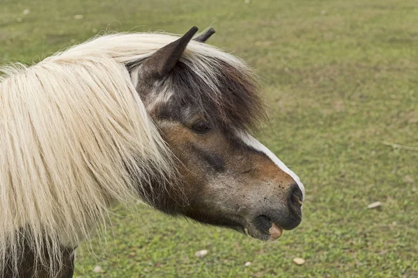 Shetlandsponny Equus Ferus Caballus — Stockfoto