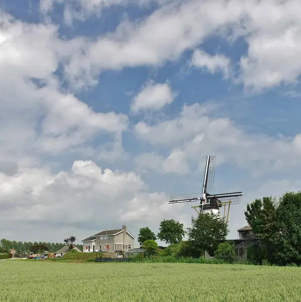 Nederlandse Windmolen Het Veld — Stockfoto