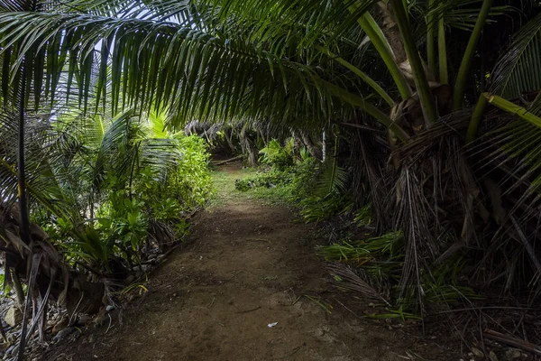 Seychelles 湾の間のシルエットのジャングル Anse Patates Anse Lascar — ストック写真