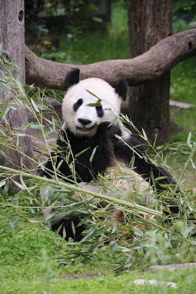 Riesenpanda Frisst Bambus — Stockfoto