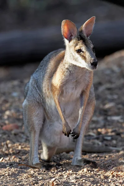 Canguro Fauna Australiana — Foto de Stock
