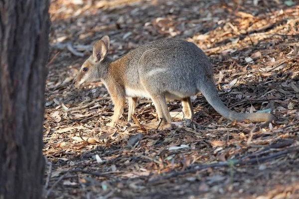 Ζώο Καγκουρό Θηλαστικό Της Αυστραλίας — Φωτογραφία Αρχείου