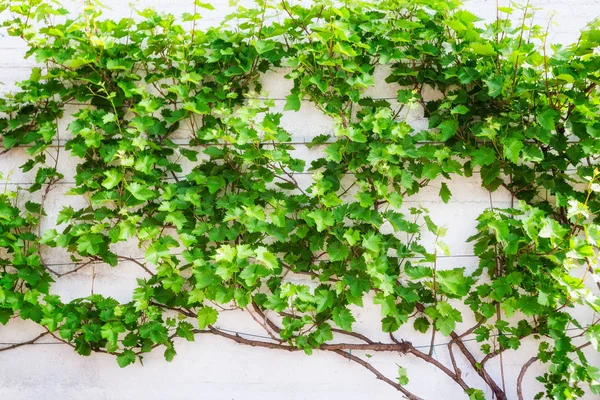 Grüne Traubenblätter Weinstock Weißer Wand Frühling Floraler Hintergrund — Stockfoto