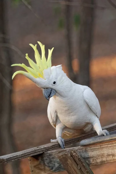 Malerische Ansicht Der Schönen Kakadu Vogel — Stockfoto