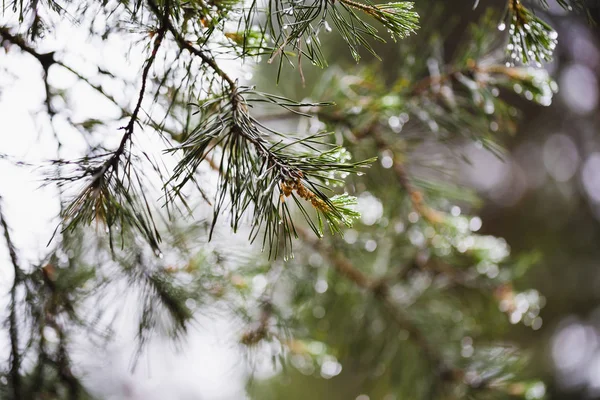 クローズ アップ マクロ松の葉と水滴 — ストック写真