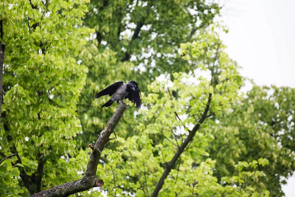 木の上に座ってカラス ルーク レイヴン — ストック写真