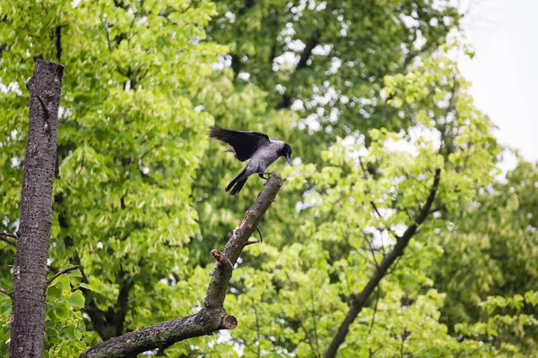 Rabe Rabe Sitzt Auf Einem Baum — Stockfoto