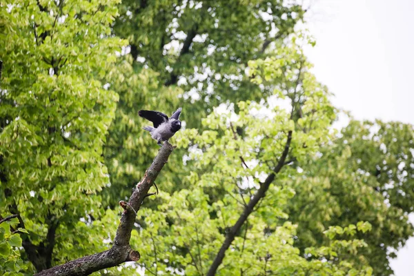 Karga Kalesi Kuzgun Bir Ağaçta Oturuyor — Stok fotoğraf