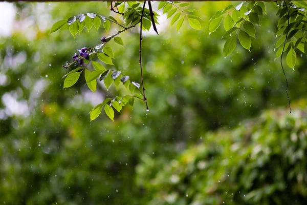 Versando Gocce Pioggia Che Piovono Con Sfondo Verde Piante Naturali — Foto Stock