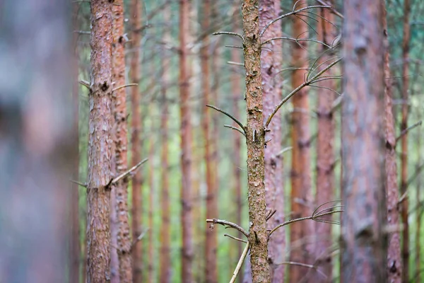 Стволы Деревьев Симметрии Равновесии Лесу — стоковое фото