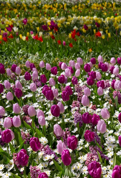 Прекрасні Тюльпани Навесні Барвистий Фон Тюльпанів — стокове фото