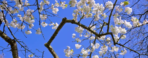 Prachtige Kersenbloesem Blauwe Hemel Witte Bloemen Van Kersenboom — Stockfoto