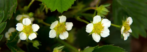 Kvetoucí Jahody Letní Zahradě Jahodové Květy Stonku — Stock fotografie