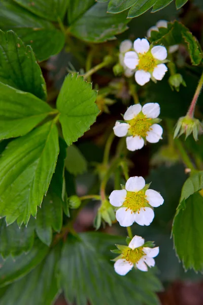 Fragole Fiore Nel Giardino Estate Fiori Fragola Sul Gambo — Foto Stock